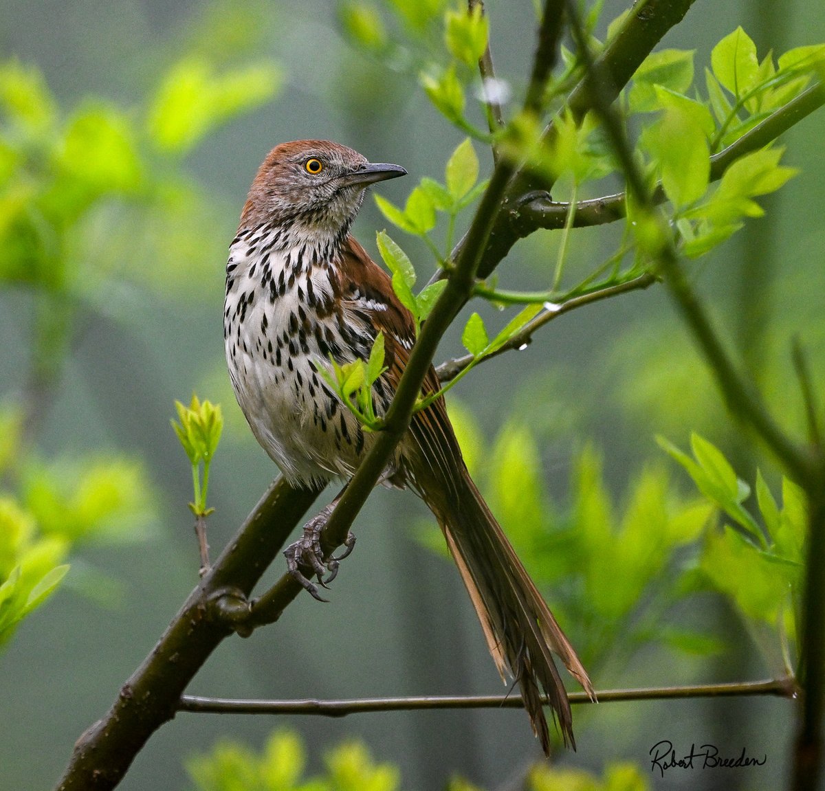 A soggy Brown Thrasher on a rainy morning giving me the eye