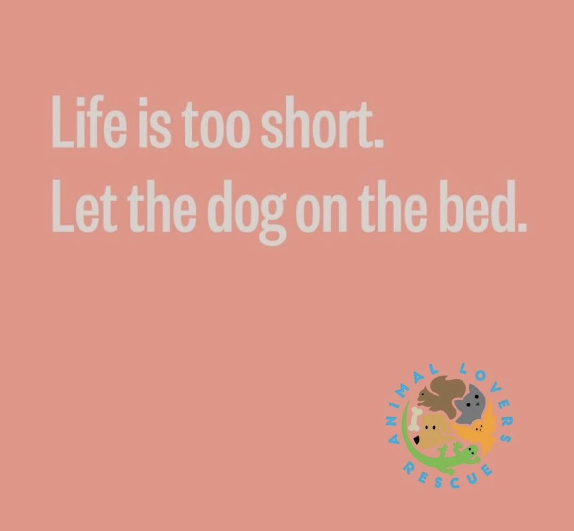 YOLO! 🐶🐾 #happytuesday DM us to adopt any of our available pets!🫶🏽#AnimalLoverRescue #rescuestory #animalrescue #adoptdontshop #rescue #animals #animallovers #animalsanctuary #animalrights #dogs #cats #rescuedog #kittenrescue #fosteringsaveslives #adoptme #adoption