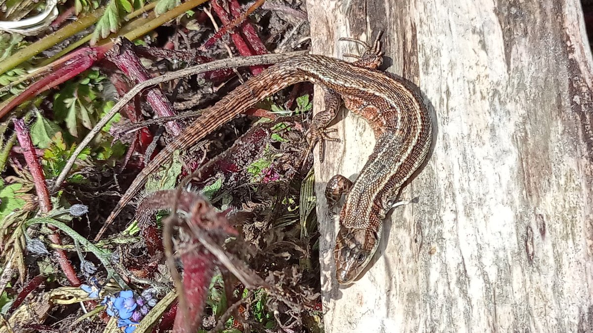 Basking on my allotment compost heap in today's warm sunshine: a beautiful common lizard! What I didn't realise until I looked at the photo - it only has three legs - look where its poor left front leg should be. Please garden carefully!
<a href="/SussexWildlife/">Sussex Wildlife Trust 🦔</a> <a href="/SussexARG/">Sussex ARG</a>