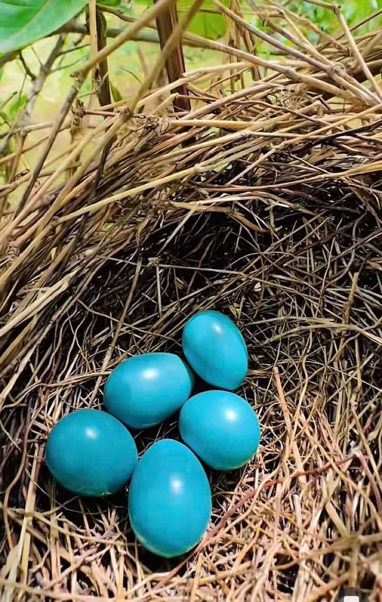 誰かこれらの卵について知ることができますか？ Any