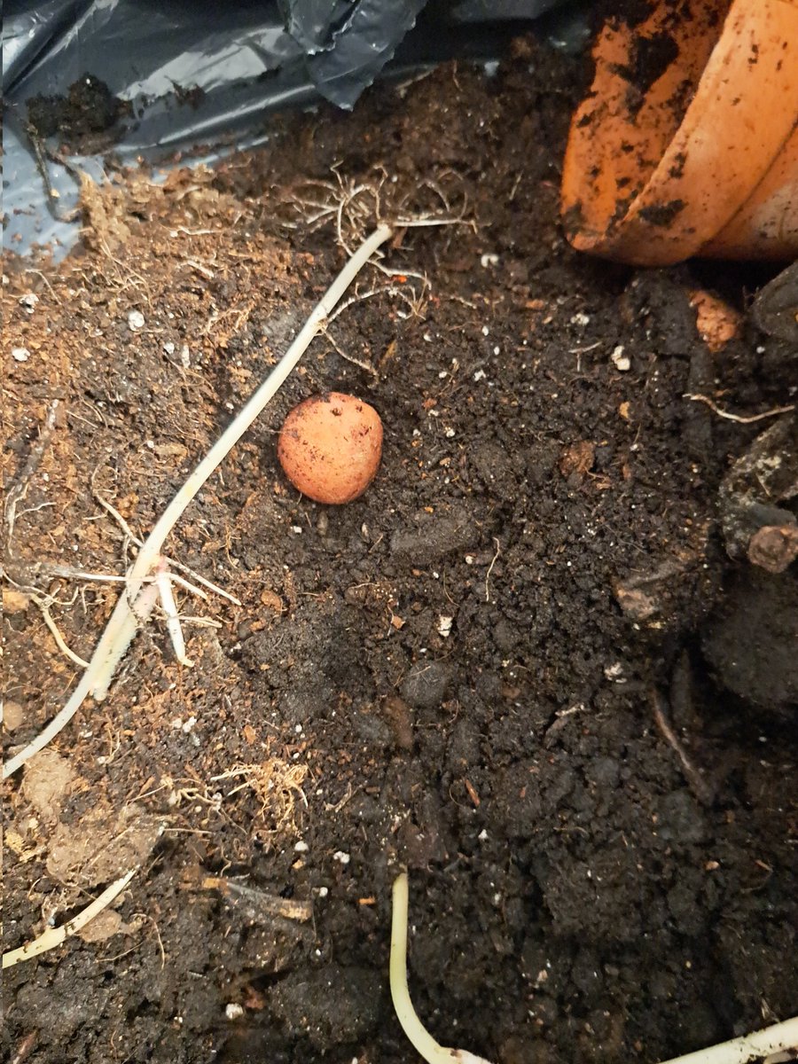 Hooray! 
So #grateful
Behold!! My home-grown teeny tiny potato!
#indoorgarden  #GardenersWorld