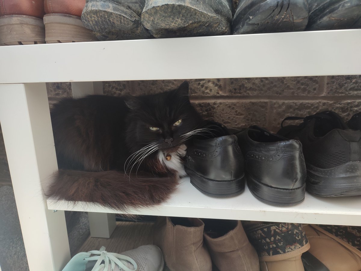 Ugh Girl. You weran't supposed to find me, Im Shoes.