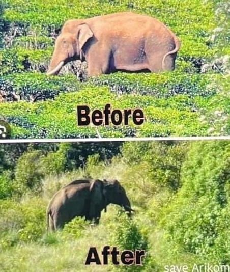 @LaraAAnderson1 @KVanikal64001 @SgManjusha32875 @byadavbjp @animalwelfareb1 @tnforestdept @MMathiventhan @KeralaForest @saseendran_ak @moefcc @TheSureshGopi @balasreenair @VanamSChandras1 This is exactly what we all fear. Both states know what happened to #Arikomban but hiding facts.That's why they stopped updates since July23 & not responding to any of the public requests for sharing his GC,timestamp pics.@PMOIndia @pfaindia Kindly intervene to get his updates.