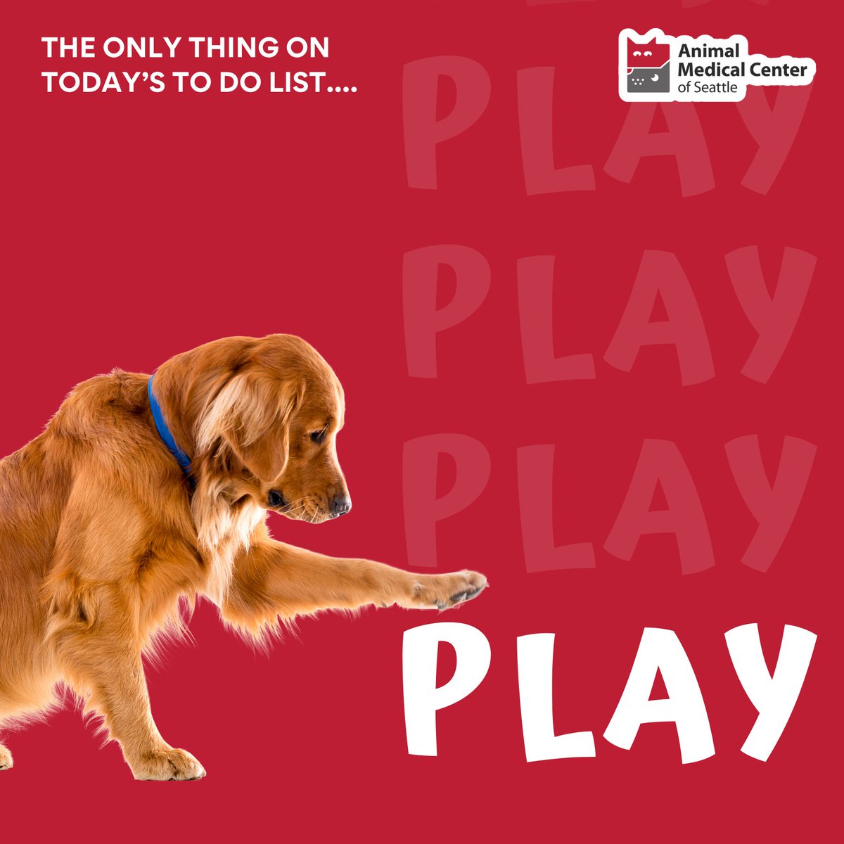 AMCSeattle Vet tweet media