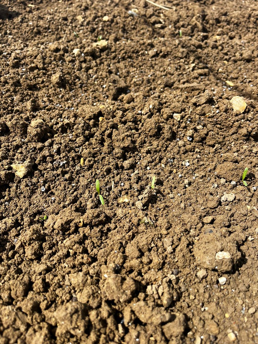 Our Cereals plots are coming along nicely. Fleece on the sugar beet was removed yesterday and the plants are just emerging. 🌱It will be June before we know it!