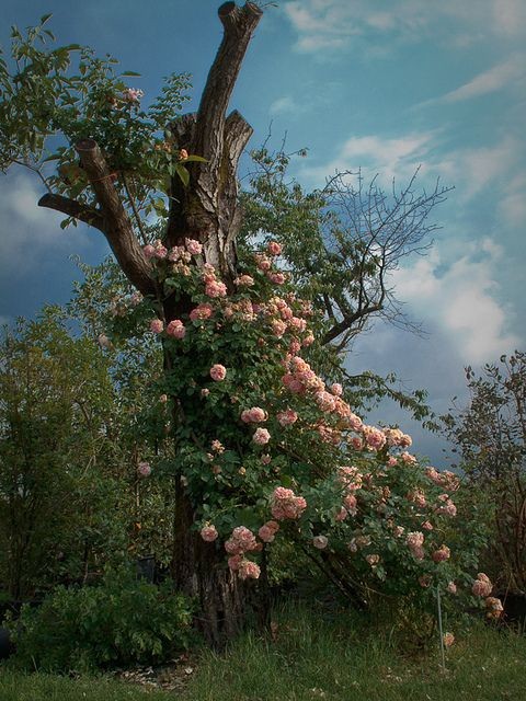 witchwalk's tweet image. The force that through the green fuse drives the flower
Drives my green age; that blasts the roots of trees
Is my destroyer.
And I am dumb to tell the crooked rose
My youth is bent by the same wintry fever. #DylanThomas