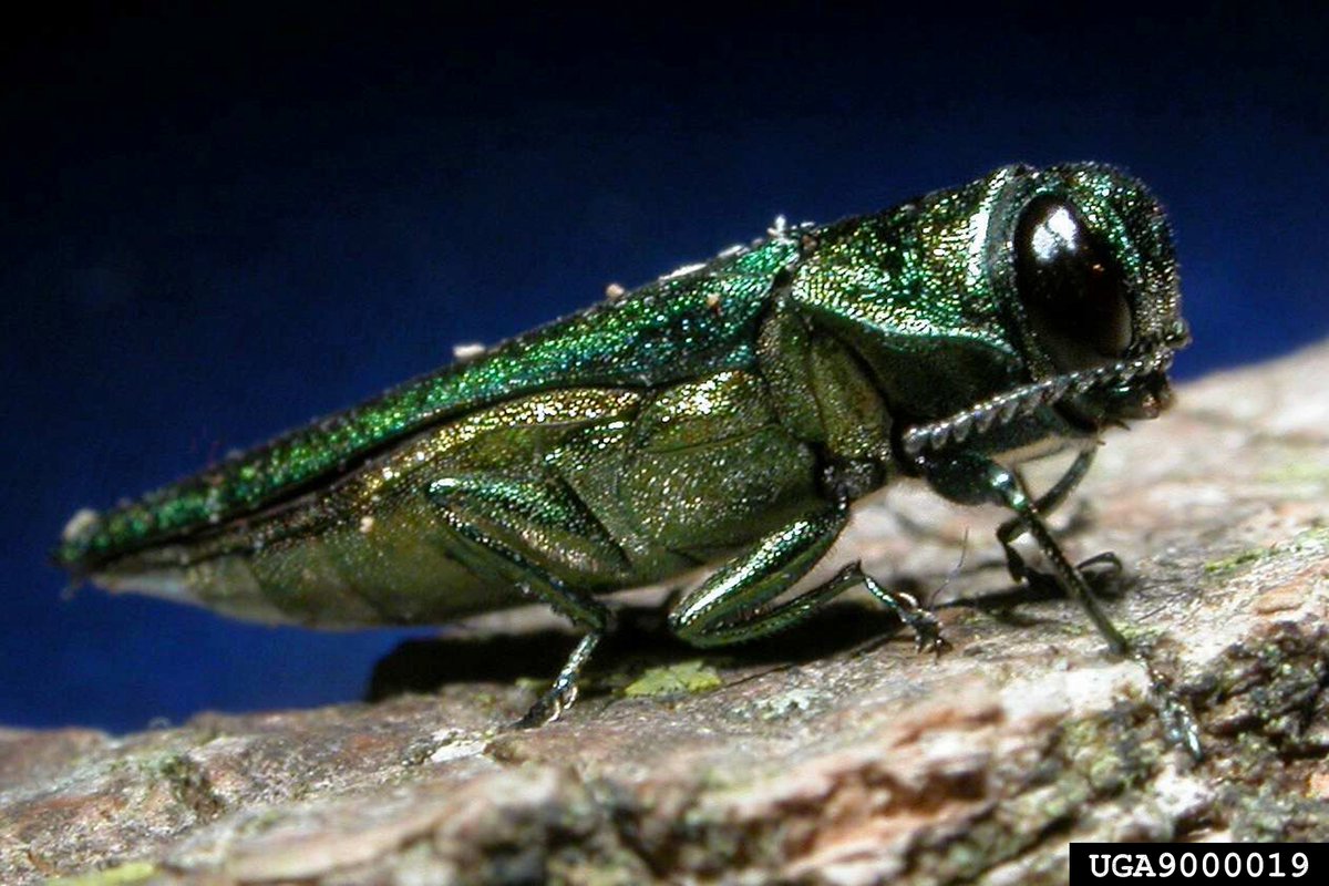 This week is all about raising awareness about the emerald ash borer, a threat to our beautiful ash trees. Act now to learn about EAB damage and how to report it. Learn how: aphis.usda.gov/plant-pests-di… #EAB