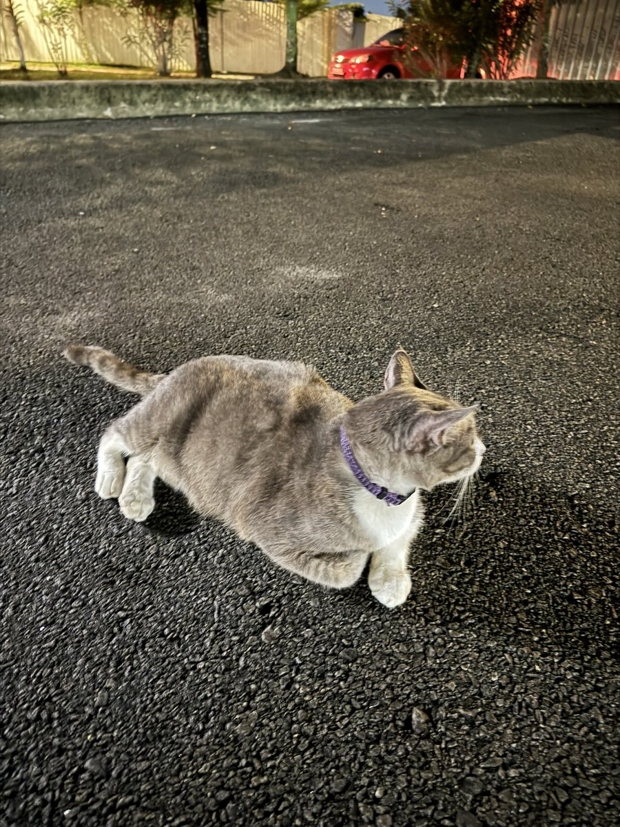 Ada sesiapa kehilangan kucing ke? Atau kucing ni kena buang? Dia pakai collar. Bunting 😭 jangan la buang kucing time bunting 😭 kucing nya bersih, sihat, gemuk 😭 Kucing ni ada kat aeon shah alam berlegar kat area staff entrance. Weh sedih 😭 dia asik tenung kereta lalu 😭