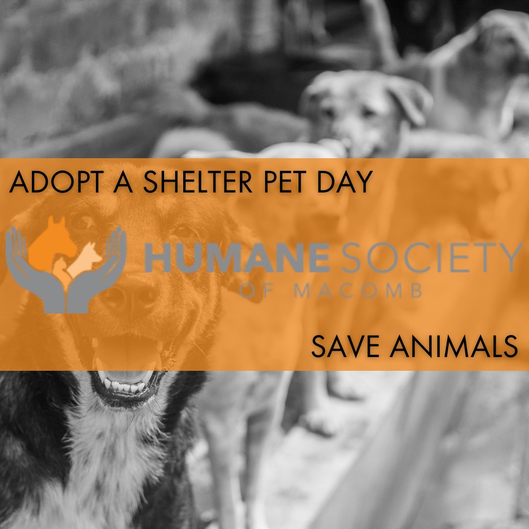 #AdoptAShelterPet - Support animals in need and stop into the Humane Society of Macomb! 🐶🧡 

🔗  rpb.li/0kQxp

#VyletelBuickGMC #SterlingHeightsMI #HumaneSociety #Macomb #MI #AdoptDontShop #Donate #Volunteer #AnimalShelter #Pets #SaveTheAnimals