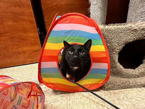 Jolie is a 4 yr old sweetheart who was surrendered to a local overcrowded shelter. At first she was very afraid in our venue but finally her true personality is shining thru. She is playful, very sweet and loves to be pet and brushed. She is up to date on vaccines, spayed and