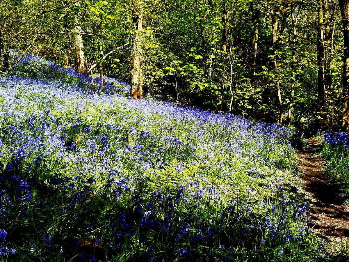 Weather today is gorgeous. Enjoyed a walk along the River Wharfe, and into Middleton Woods, Ilkley, to see the bluebells.