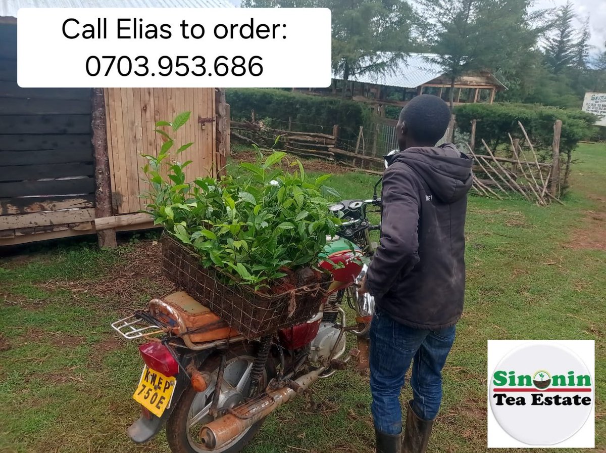 Sinonin Food Innovations LTD 🇰🇪 tweet media