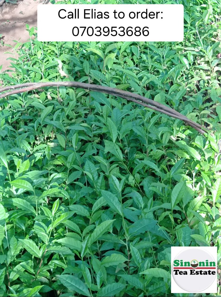 Sinonin Food Innovations LTD 🇰🇪 tweet media