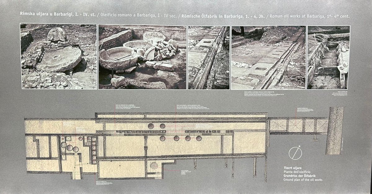 ELRI_arch's tweet photo. Investigations at Barbariga begin next week! Some site history beforehand:

The Roman period olive oil production facility was identified through early explorations in 1953-54. The results were only disseminated through a museum display in Pula with a site plan and some photos. https://t.co/G5eykukO1s