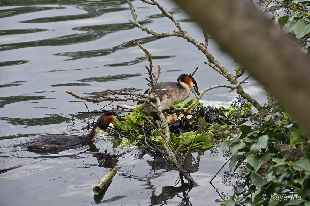 Die jungen #Haubentaucher müssten eigentlich bald schlüpfen. Hoffe, das weiterhin alles gut geht. #Stadtnatur #lovenature #birdlovers