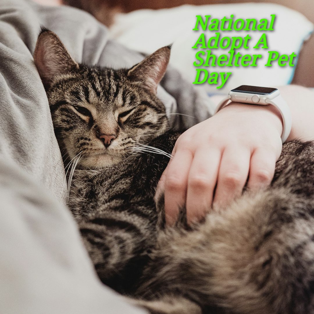 National Adopt a Shelter Pet Day is an annual event celebrated on April 30th, aiming to raise awareness about the benefits of adopting animals from shelters and rescue organizations.

🐱visit us fresh-one.com

 #petlovers #PetDay #NationalAdoptaShelterPetDay2024