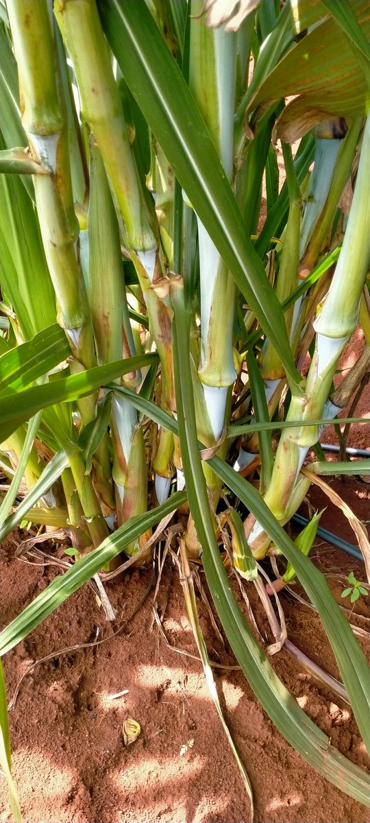 I'm your guide. A client's farm success in all facets. +Strawberry; Chandler variety +Passion; Grafted purple +Tree tomatoes; Red ruthamer +Fodder; Super napier Farming bliss! #Farming #Agribusiness #Smallholder Farmers