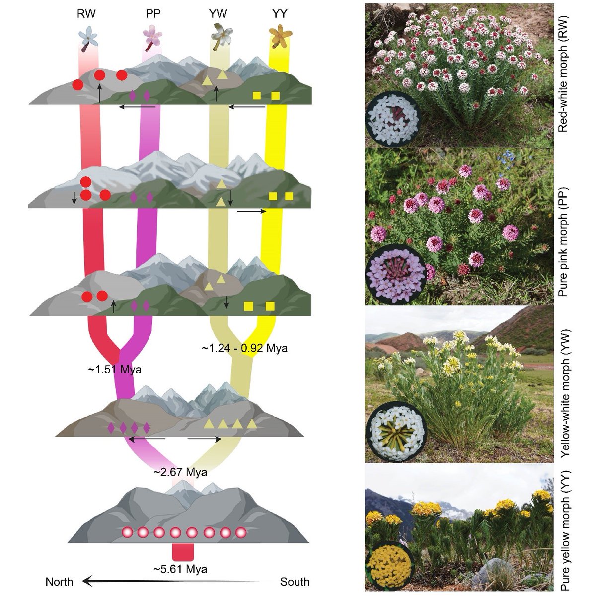 Using #genomic, #morphological and #ecological analyses, Rana et al. reveal the #evolutionary dynamics of cryptic speciation in a major #biodiversity hotspot and warn of the impact of a warming #climate on alpine species diversity. doi.org/10.1111/jipb.1… @wileyplantsci #PlantSci