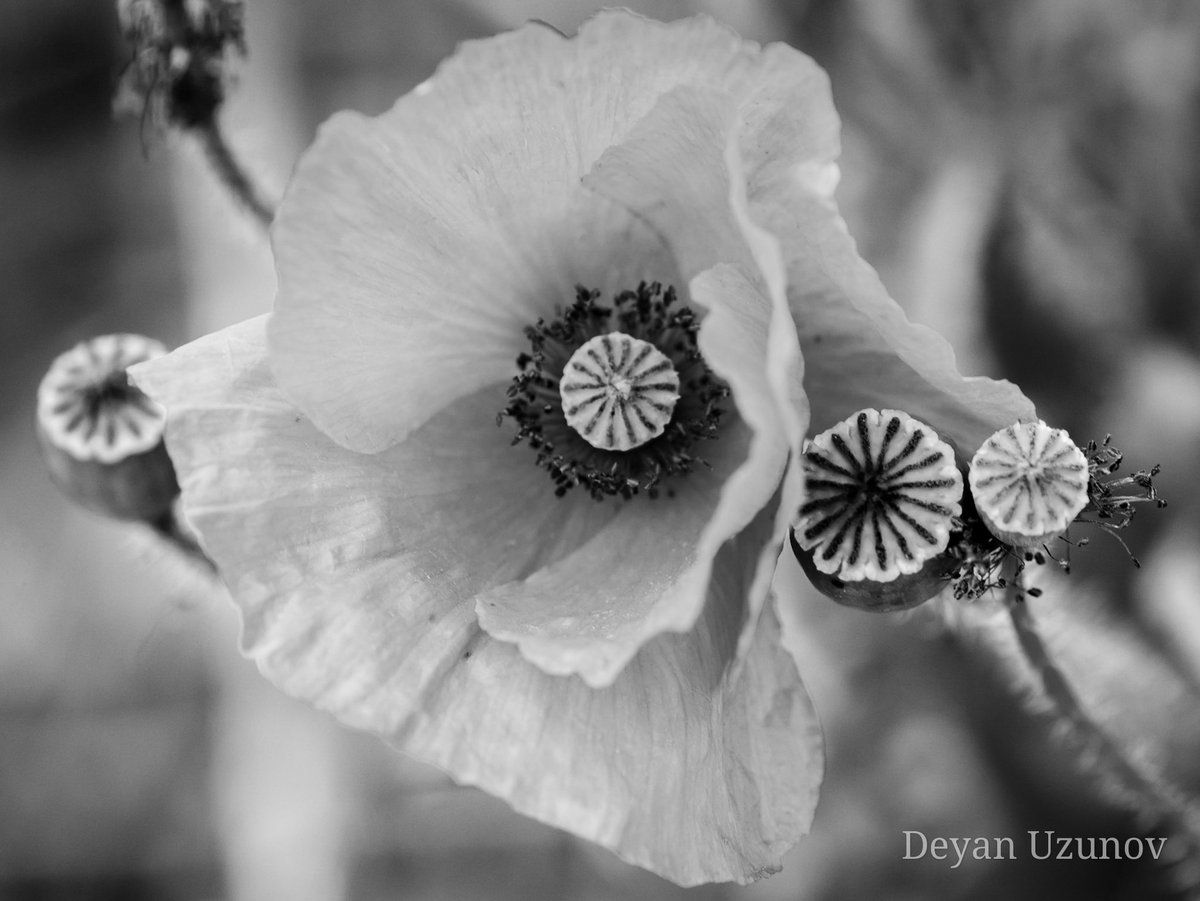 Тhe Essence of a Poppy in Black & White In a world of vibrant colors, sometimes beauty speaks loudest in simplicity. Behold the timeless elegance of a poppy captured in monochrome. This delicate flower, bathed in shades of gray, stands as a testament to the quiet grace.