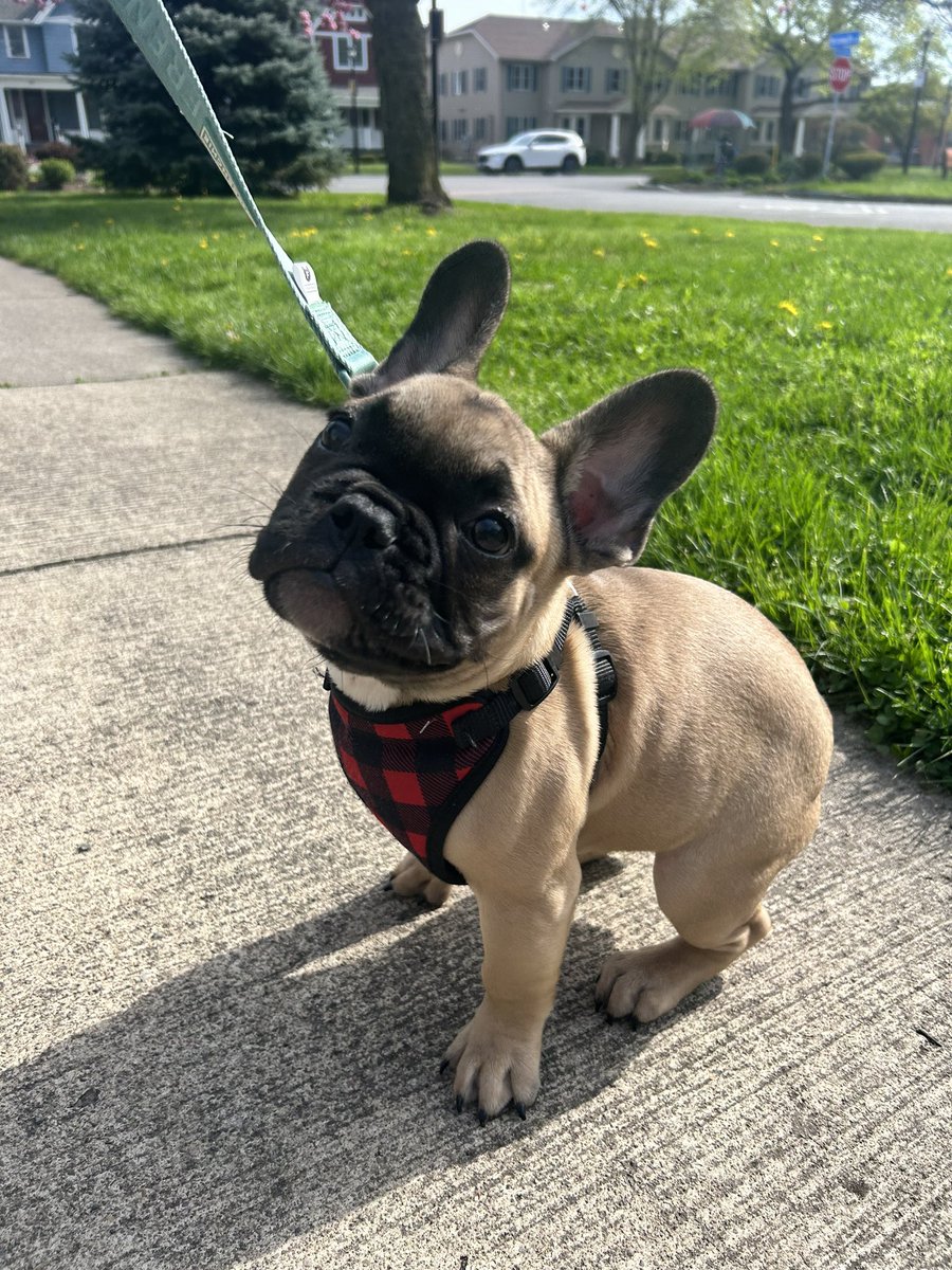 Meet my new friend, Socrates 🐶🐾💛

#RochesterNY #NatureWalk #puppies