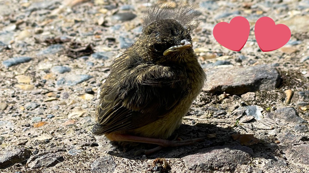 It’s refill pouch day today. Checking all the returns for reuse. Any pouches sent back with no caps, we chip up. The remainder are then sorted &amp; refilled. Getting help from a baby robin, his parents are next to me. #Sustainability #refills #wiltshire #bird #nature #salisbury
