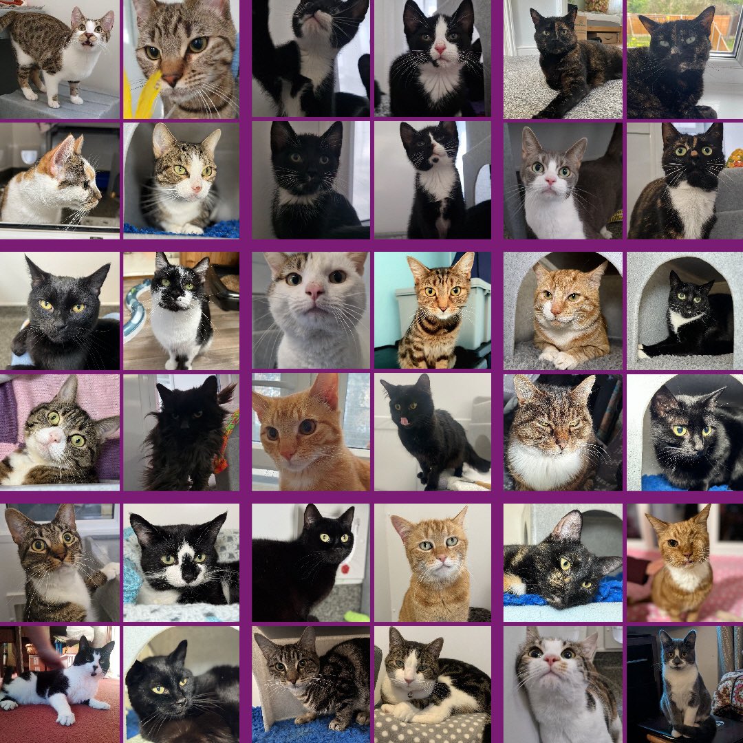 39 cats and kittens have found their furever homes during April 🏡 

Thank you so much to all who have adopted and supported us 💜

Please continue to share our stories, it really does help 😽

#CatsOnTwitter #CatsOnX #April #CatsProtection #AdoptDontShop