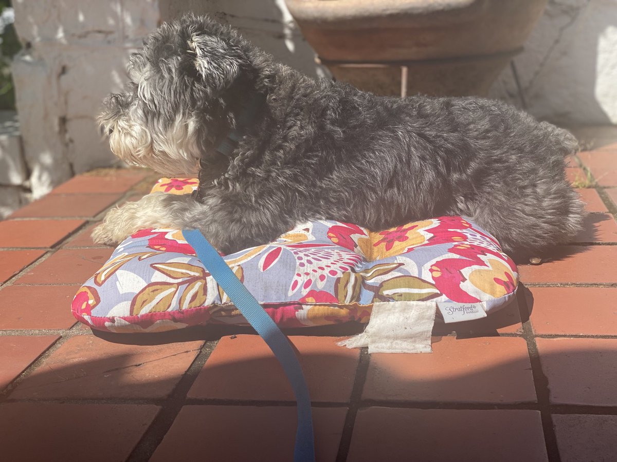 Poor Radu. I must cut his hair today but it is nice to see him sunbathing on that wretched pillow.