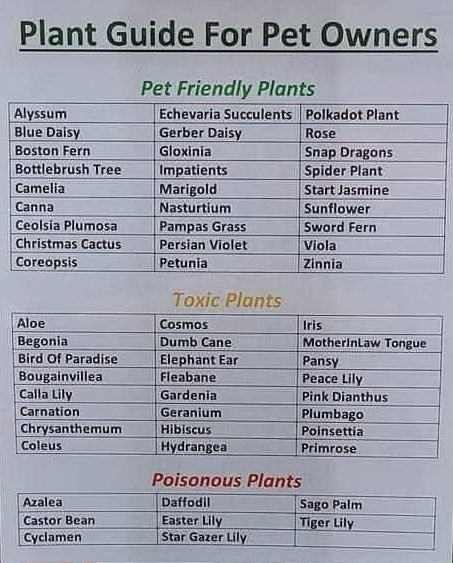 I don’t know if you know how much I love animals I also am loving plants as well. Here is Uwe Boll’s guide for when you combine the pets with the plants and which to avoid