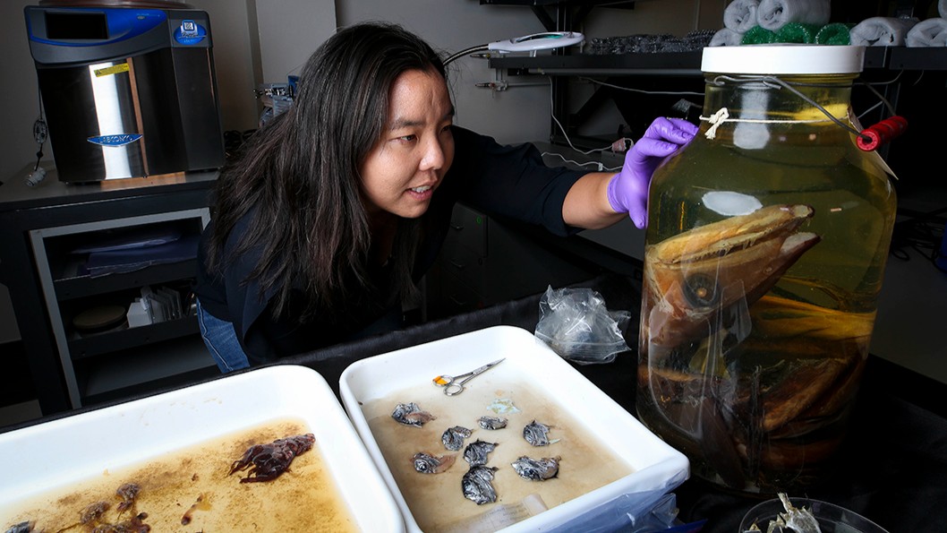 UC San Diego has received $7.35M in federal funding to re-establish Scripps Center for Oceans and Human Health. The @UCSanDiego center will monitor ocean contaminants in a warming world as part of a national effort to ensure availability of safe seafood. go.ucsd.edu/4aYXS3g