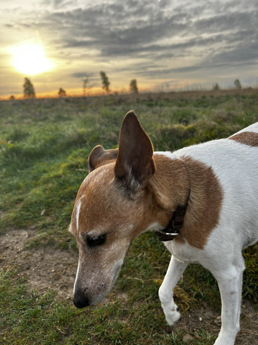 Iemand onze hond Jacky gezien in @GemeenteEde @foxterrier bel me dan 06-10989982