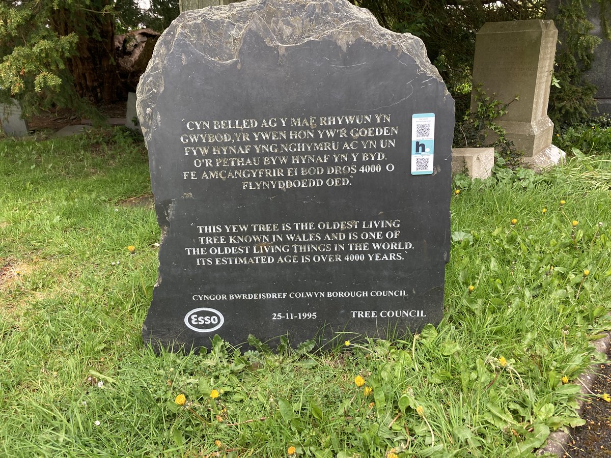 #CommunityPayback have today been mowing the grounds of St Digain's Church, Llangernyw which is home to the oldest living tree in Wales, and one of the oldest living things in the world. It's estimated age is over 4,000 years.