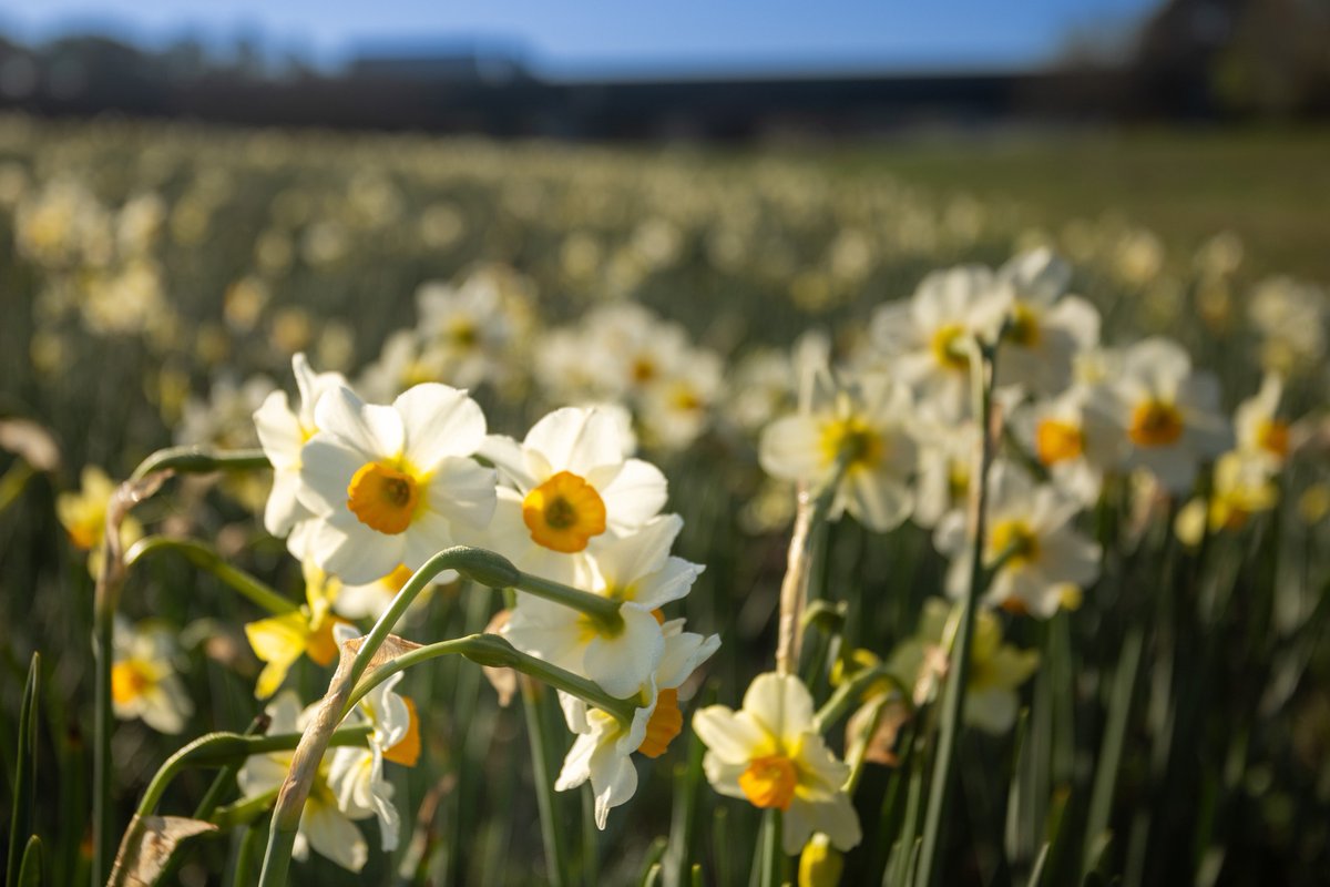 Revitalize Georgia's highways with bursts of vibrant wildflowers! 🌼 Purchase a Wildflower Tag and join us in funding this blooming initiative. Let's paint the roadsides together! bit.ly/3EwLjiW