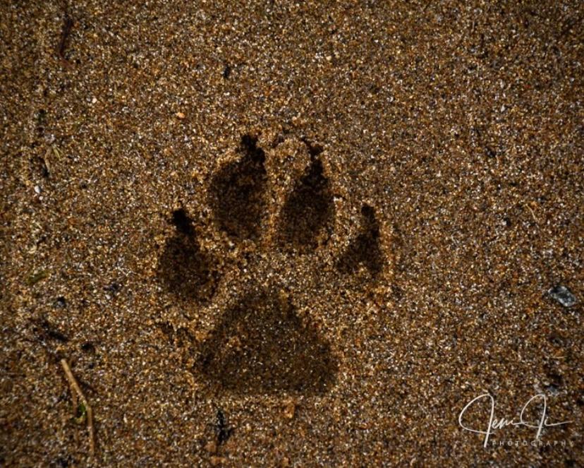 One never knows who we meet on our journey ! Nikon D 5300 #pawprint