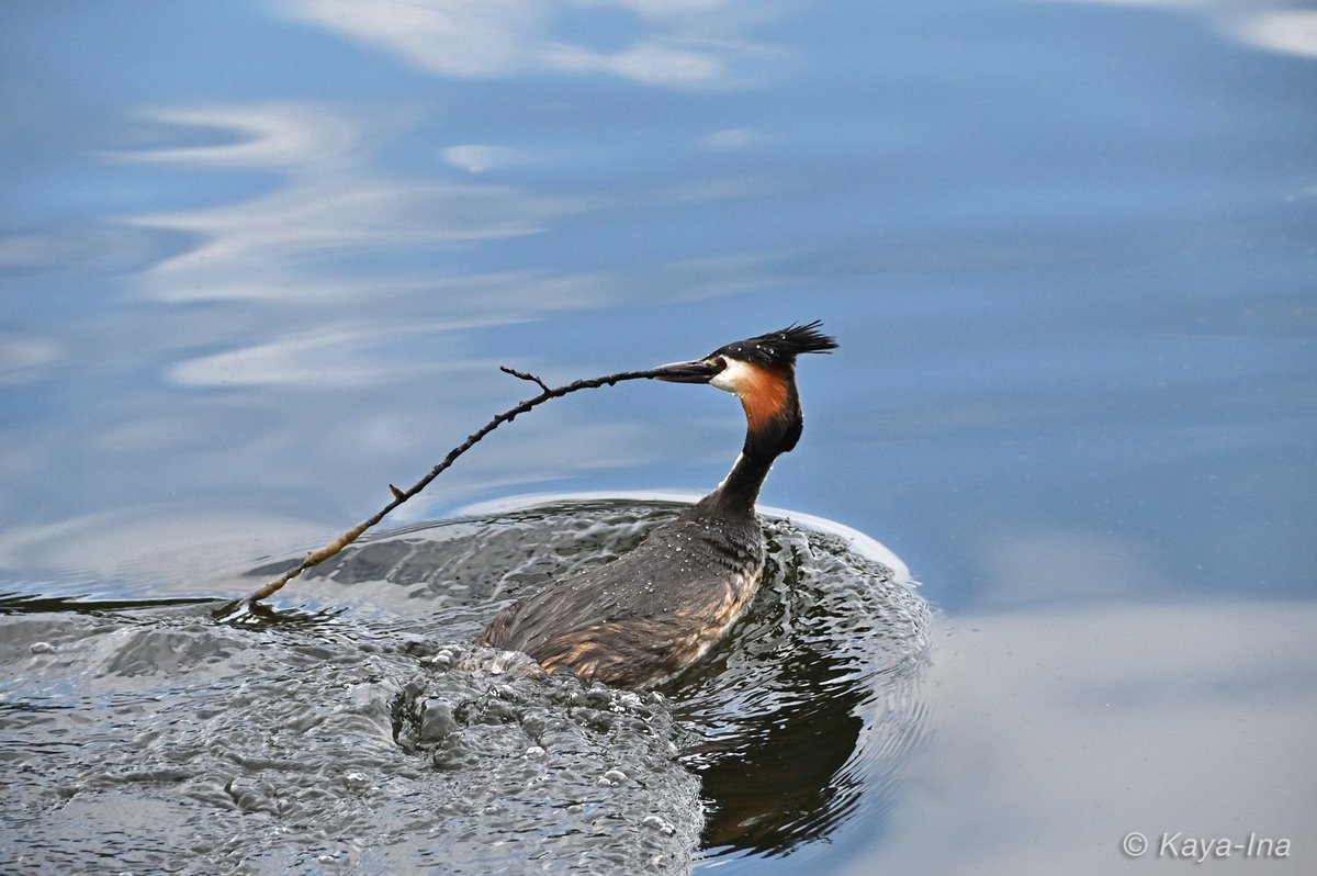 So schöne Tiere diese #Haubentaucher. Hier bringt wieder einer neues Nistmaterial. #lovenature #Stadtnatur #birds