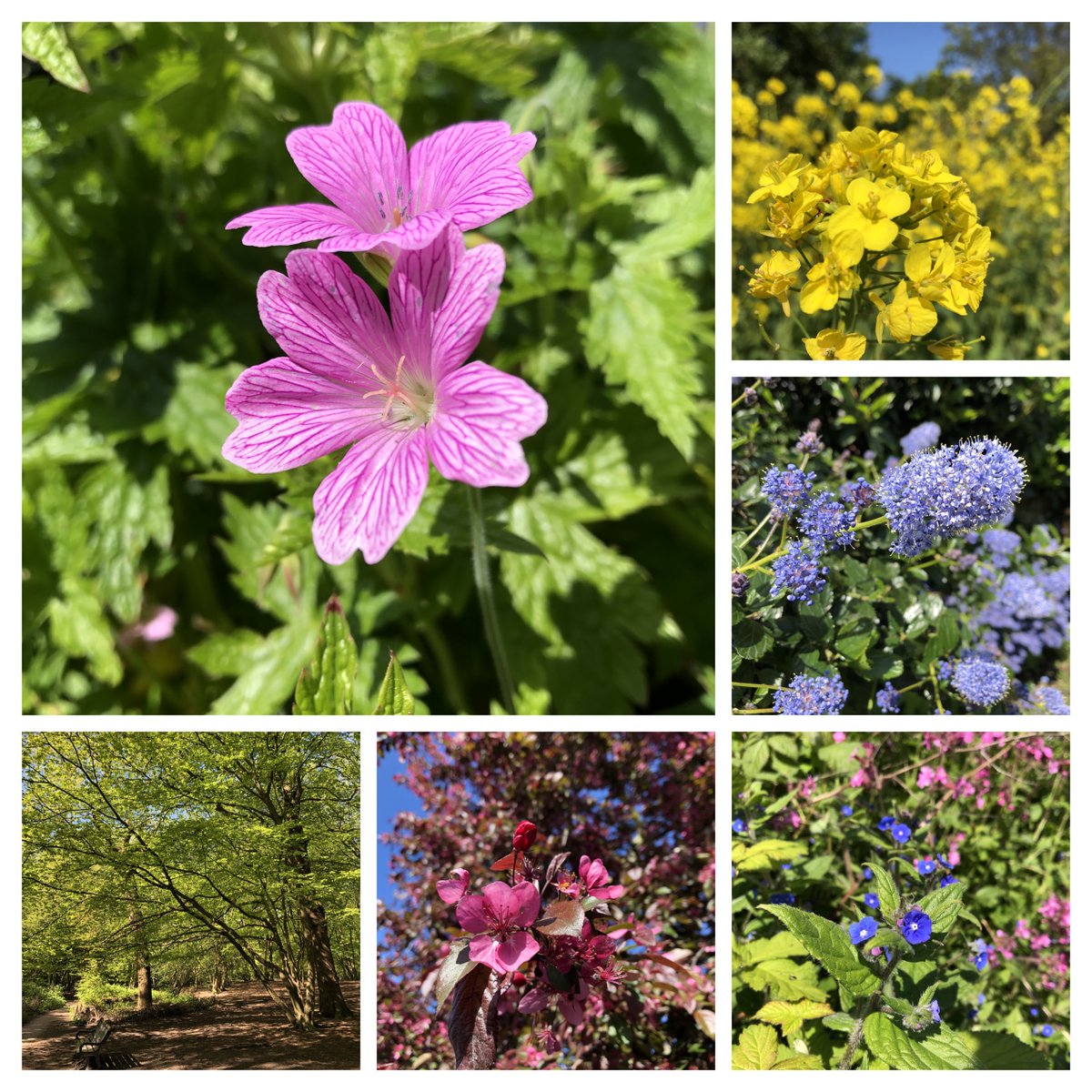 A few photos from this morning's woodland walk.
