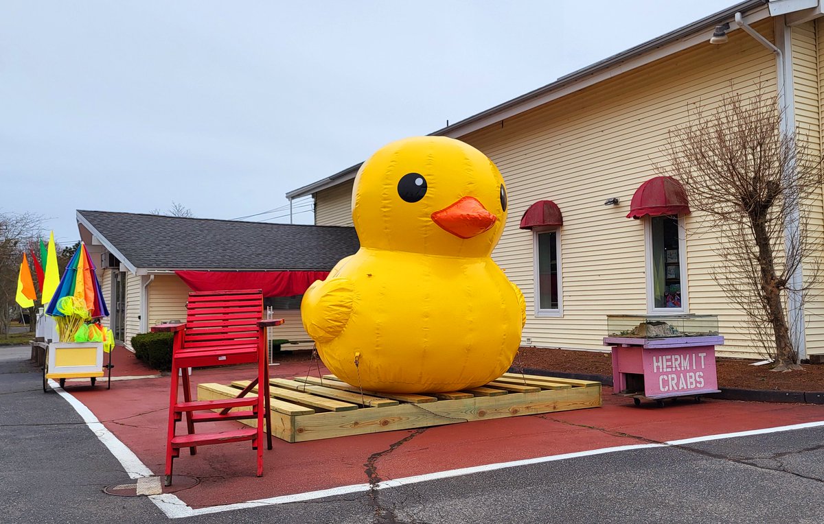 A giant yellow duckling and hermit crabs. So #CapeCod.