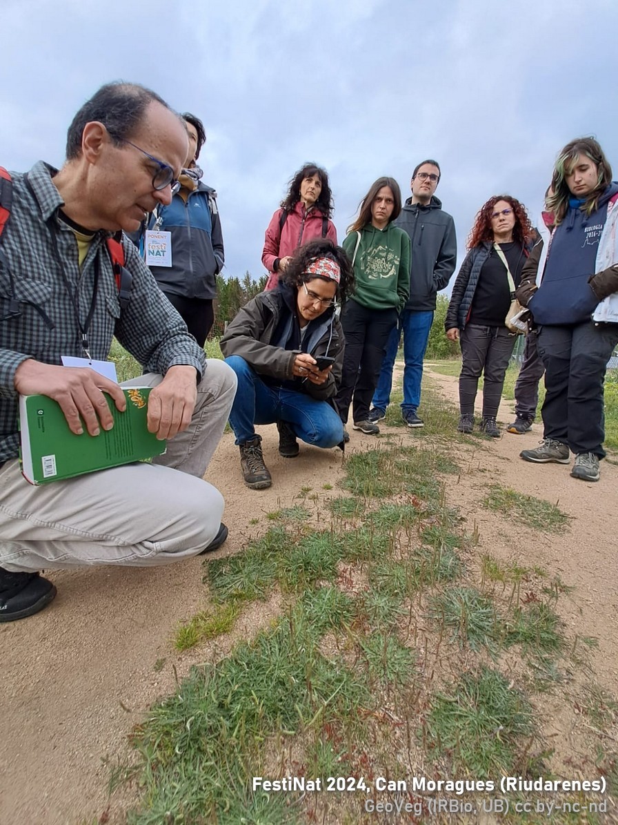 Dissabte es va fer a Can Moragues de Riudarenes l'aplec naturalista FestiNAT @fundacioemys, una magnífica trobada que busca posar en relleu el valor del patrimoni natural. Hi vam participar amb el guiatge d'un bioblitz divulgatiu de flora.