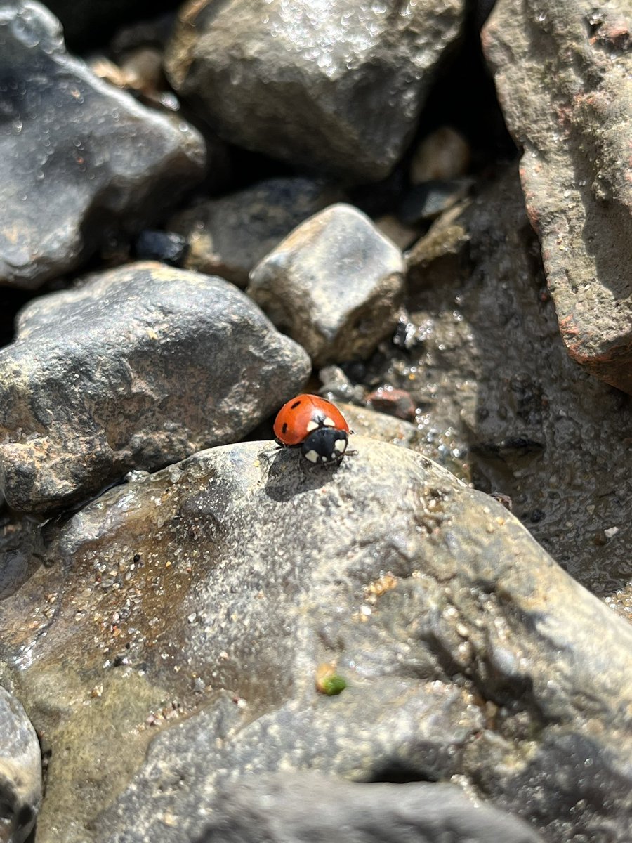 Ladybird, ladybird, fly away home! 🐞