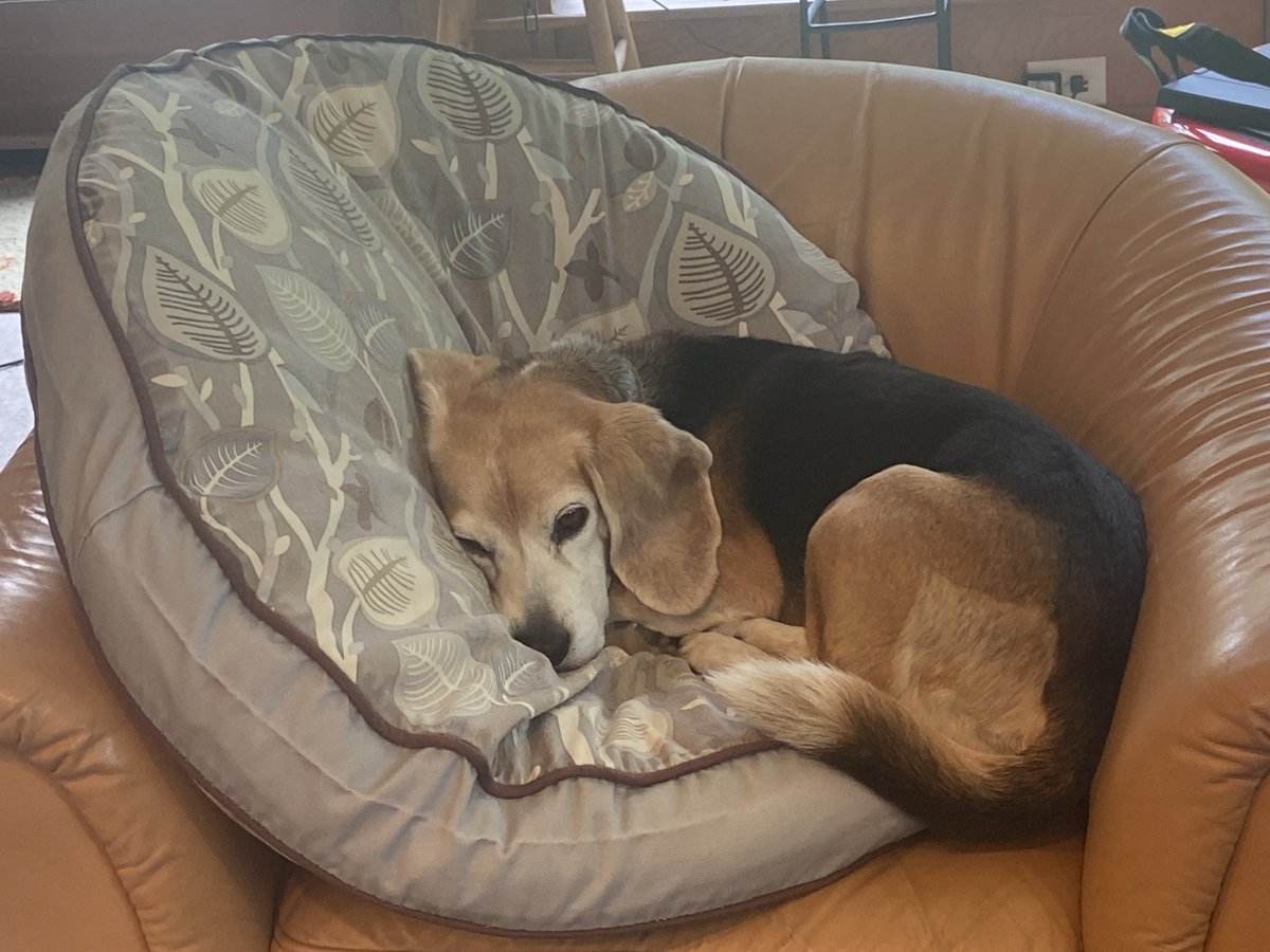 Did you know millions of amazing animals enter shelters in the US every year? Open your heart & home this #NationalAdoptShelterPetDay #AdoptDontShop This is #beagle Liddie 💕😃, whom we rescued from a local shelter, rehomed and is now living her best life!