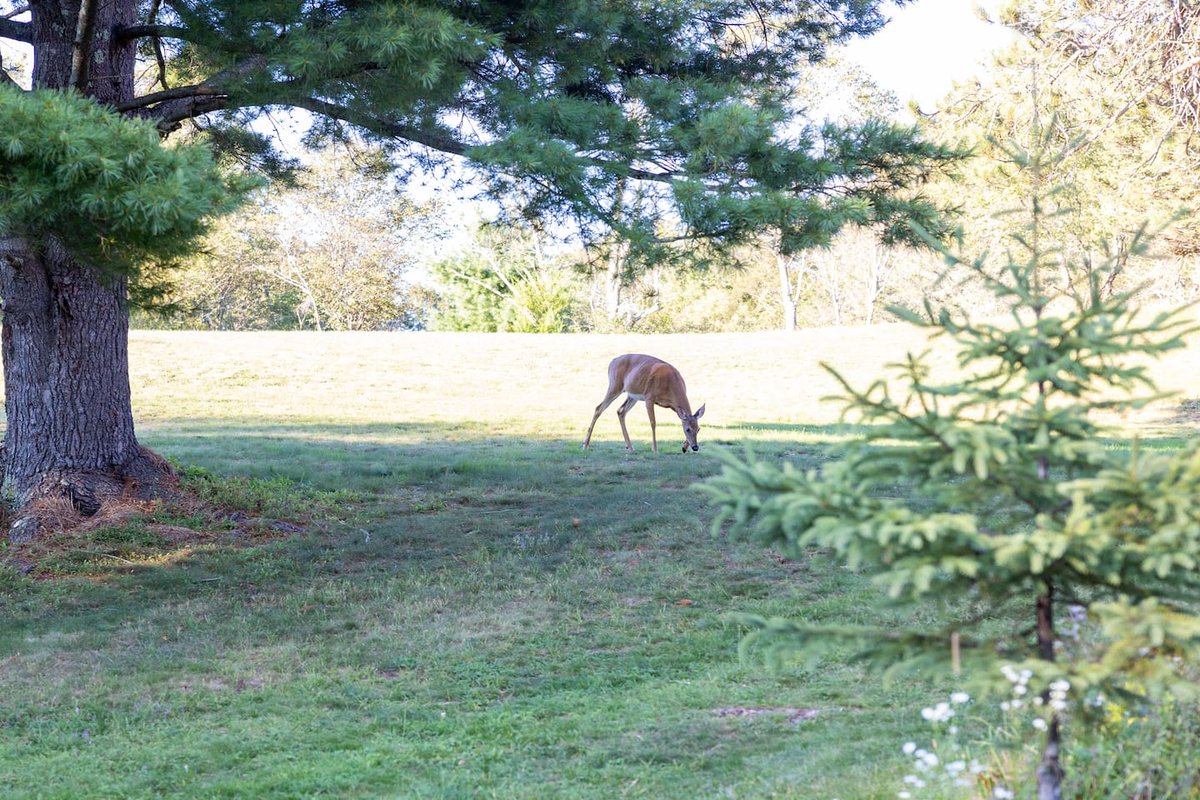 Ever had a deer stroll into your yard? Experience the wonder of #nature up-close at our Maplewood Cottage, deers included! Book your fall getaway to #Windham right now: tinyurl.com/5bh339pc  #Airbnb #Adventure