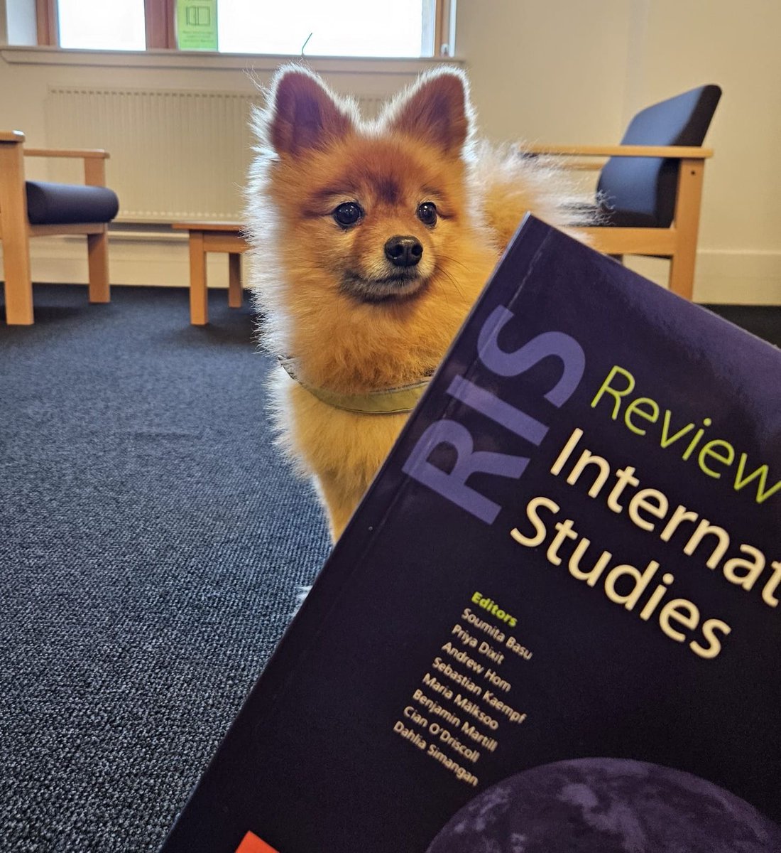 Are you (like Rex) looking for your next great read? The Review of International Studies has all its issues archived and a great selection of First View articles. Take a look here 👇 👇 buff.ly/3SH0rzR