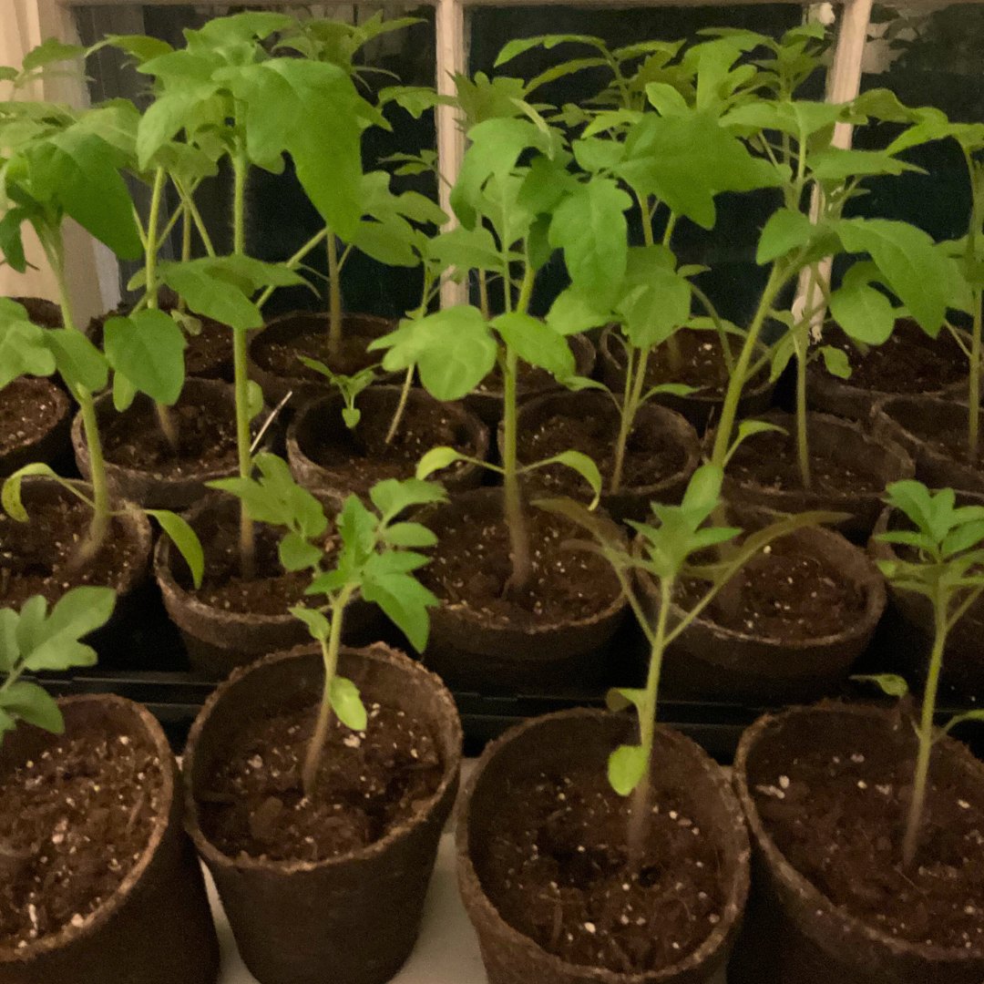 Seedling giveaway! 🌱 Miss your chance for seeds from our seed library? Come by the Library's first floor Circulation Desk tomorrow, Wed. May 1, for some tomato and pepper seedlings — while supplies last!