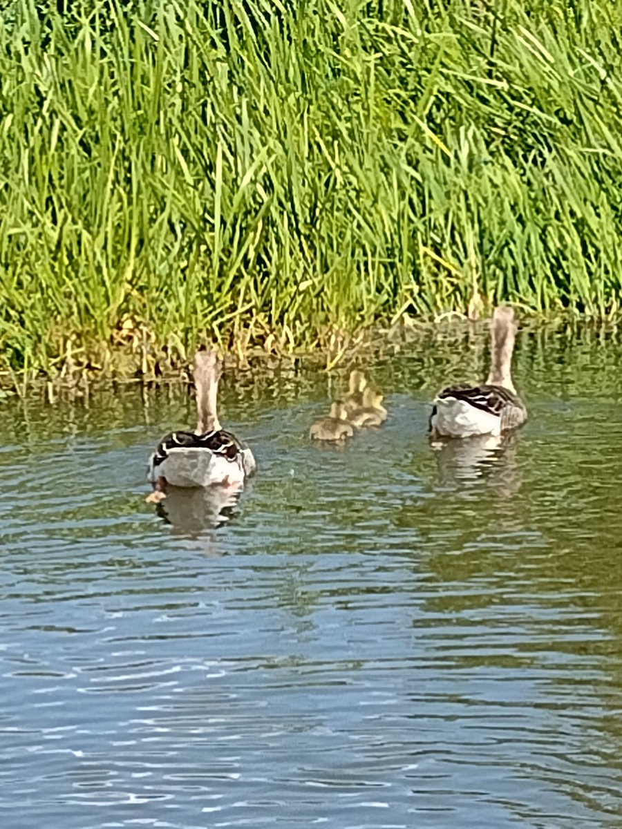 The #KennetAndAvon canal near me is so high it's pouring through structural holes in the embankment and has washed away the path. The geese and goslings don't seem to mind.