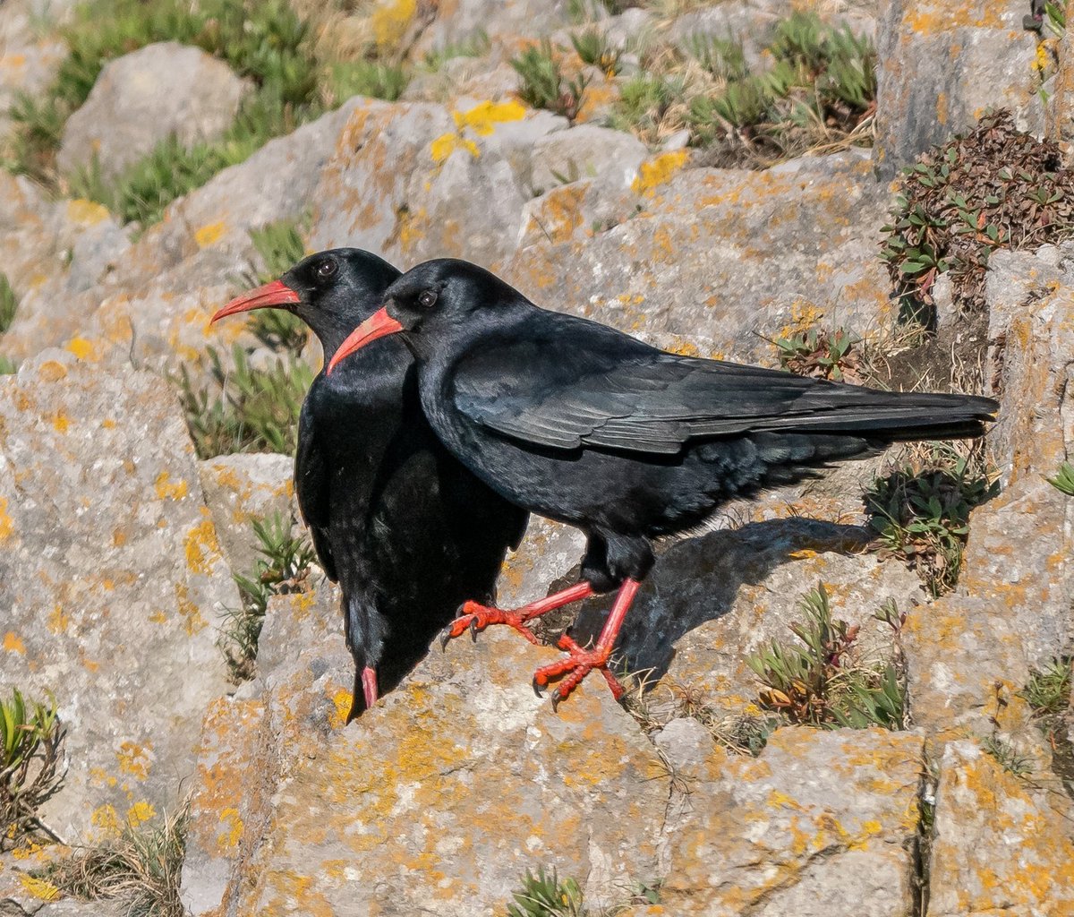 I was lucky enough to spend some time watching this pair of Choughs near Rhossili Bay in South Wales early on Sunday morning #Chough