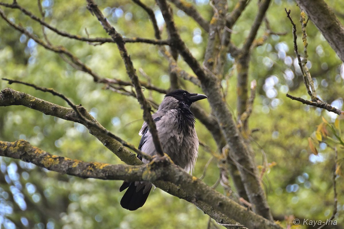 In der Nähe vom Nest der #Haubentaucher sieht man jetzt öfter #Krähen und auch mehrere #Graureiher, die sich für das Nest zu interessieren scheinen. Daher bin ich froh, wenn das mit den Jungen gut geht! #lovenature #Stadtnatur #birdlovers