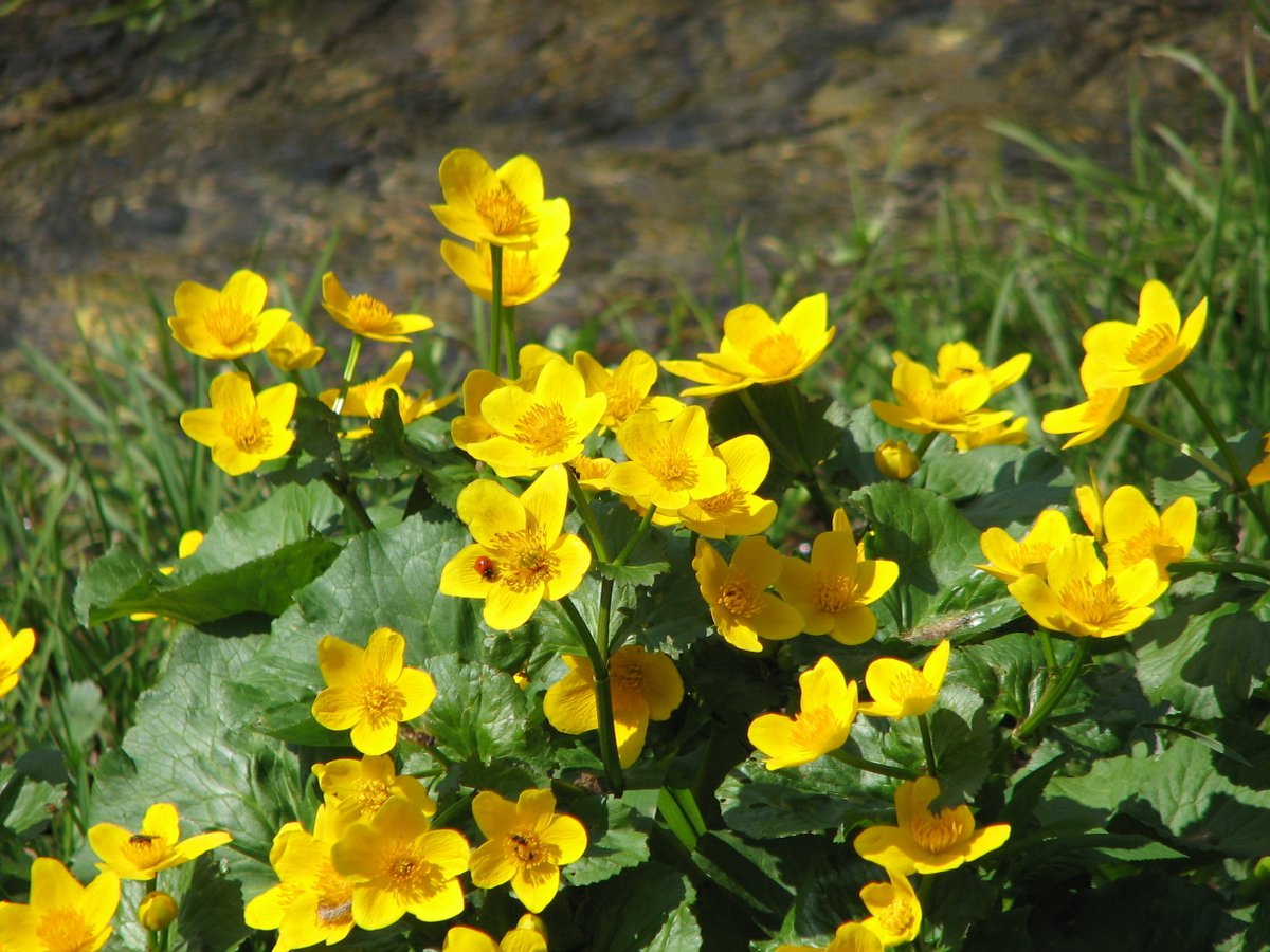 The Gaelic for marsh marigold is lus buidhe bealltainn, meaning ‘the yellow plant of Beltane’. In the Highlands, its flowers were put above doorways or tied to horses’ tails to ward off evil spirits during this traditional festival of fire and renewal. Happy Beltane! 🌞