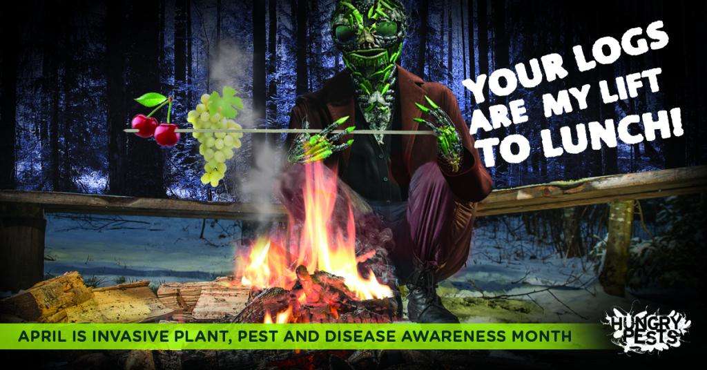 This  Invasive Plant Pest and Disease Awareness Month help @HungryPests and  us keep invasive pests out of your wilderness destination by buying  certified, heat-treated firewood or collecting it where you burn it,  when possible. Learn more at aphis.usda.gov/plant.../hungr…. #IPPDAM
