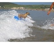 @SonsieTheScotty @sandraroche1973 Always the way, they let us go on the grotty beach pfftt. In Newquay though Fistral beach is the best and my big sister Becks used to go there. She also surfed at Croyde Bay in Devon. 2 of the best beaches, Nairo 🐾🐾💙