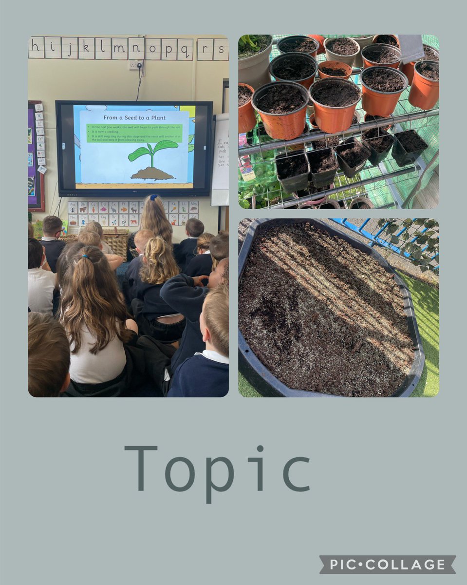 Our topic for this week is Growth. We learnt about how a seed grows to become a beautiful plant. We talked about what a seed needs to grow. ☀️💧We have planted grass seed and sunflower seeds to watch the growth.🌿<a href="/BarntonMissR/">Miss Rutter</a> <a href="/BarntonMrsF/">Mrs Fisher</a>