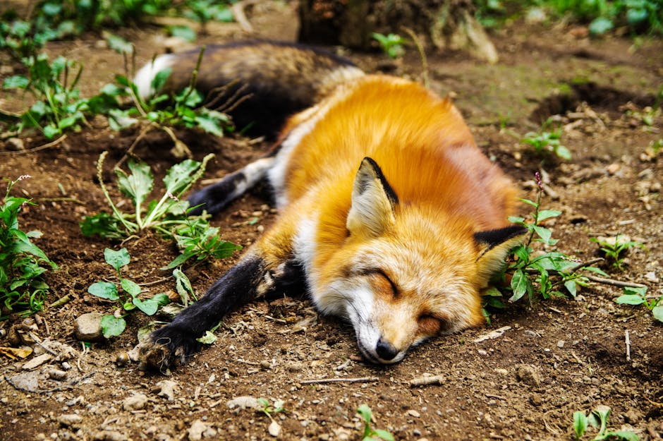 Pet foxes? This new #RSOS paper suggests that #fox bones found at an ancient burial site might have been from a human pet. Read the full paper: ow.ly/HVeo50RegoC